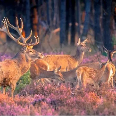 Sfeervol Op De Veluwe פוטן