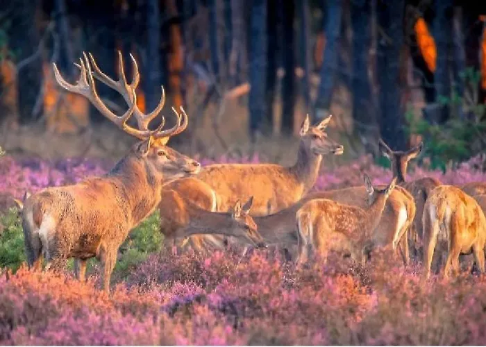 Sfeervol Op De Veluwe Putten